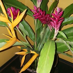 Meet your Posher, Ursela